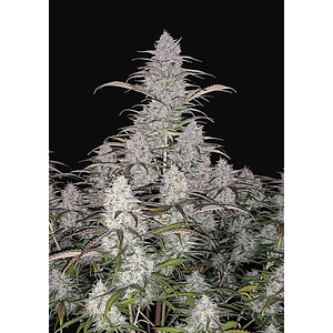 Green Crack Auto X1-Fast Buds