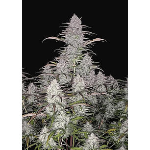 GREEN CRACK AUTO X1-FAST BUDS