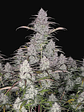 Green Crack Auto X1-Fast Buds - Miniatura 1