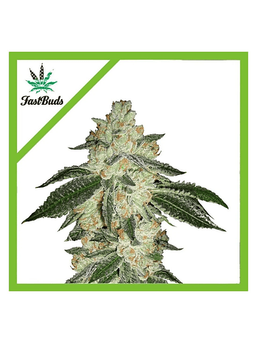 GREEN CRACK AUTO X3-FAST BUDS 1