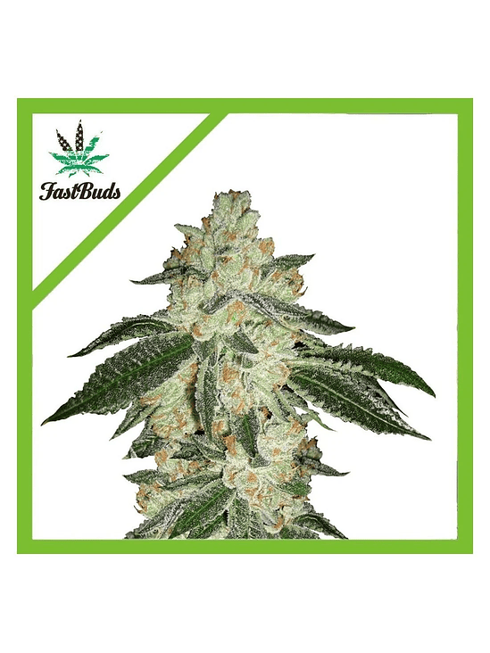 GREEN CRACK AUTO X3-FAST BUDS 1