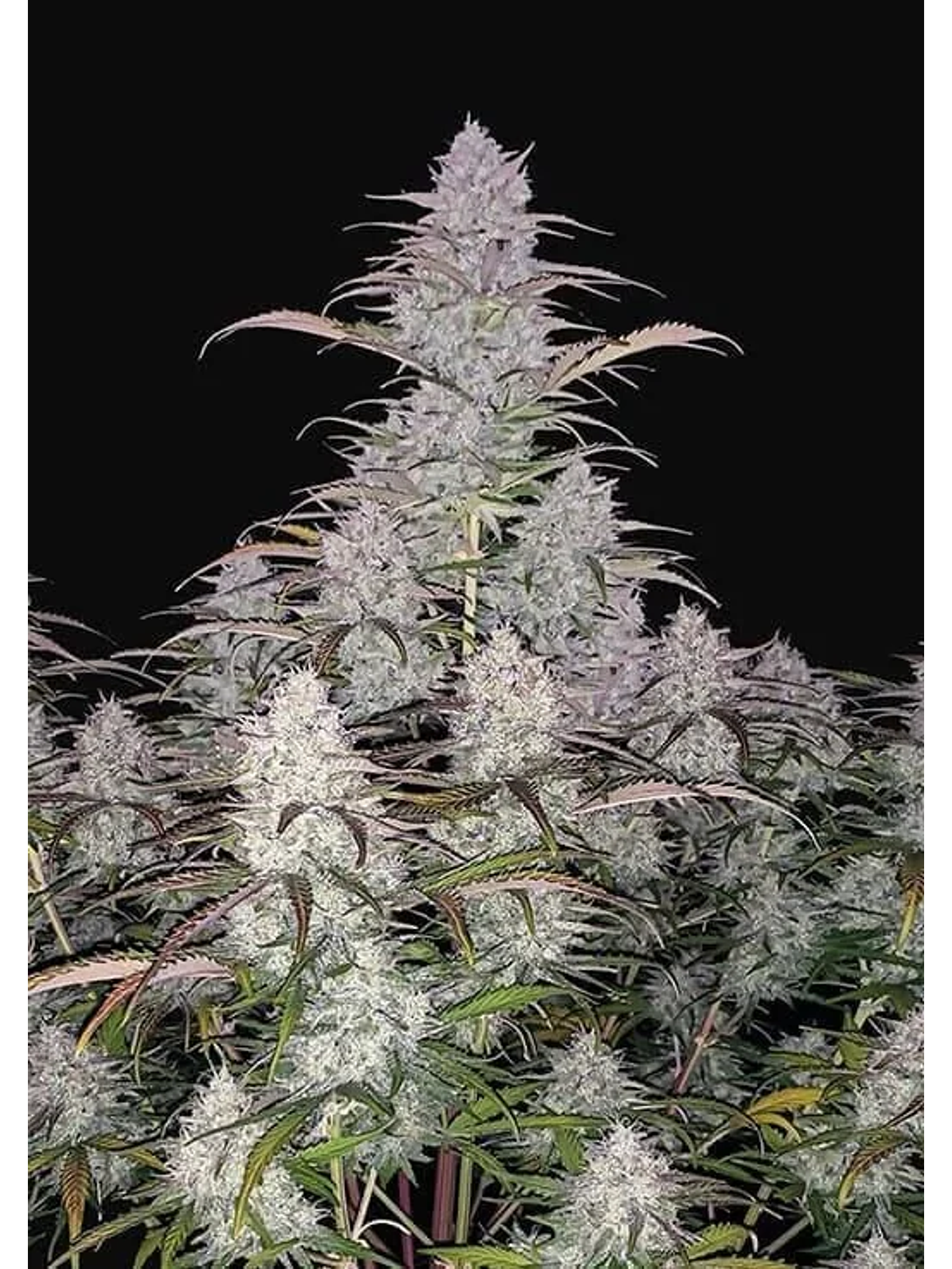 Green Crack Auto -Fast Buds (X5/X3/X1) 1