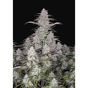 Green Crack Auto X5-Fast Buds