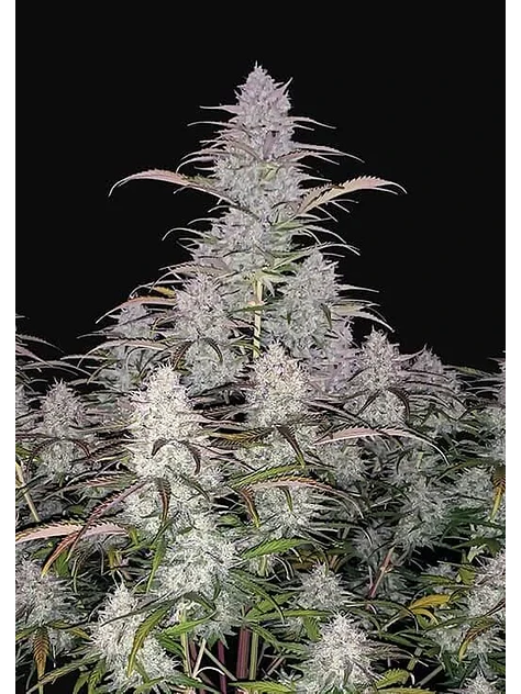 Green Crack Auto -Fast Buds (X5/X3/X1) 1