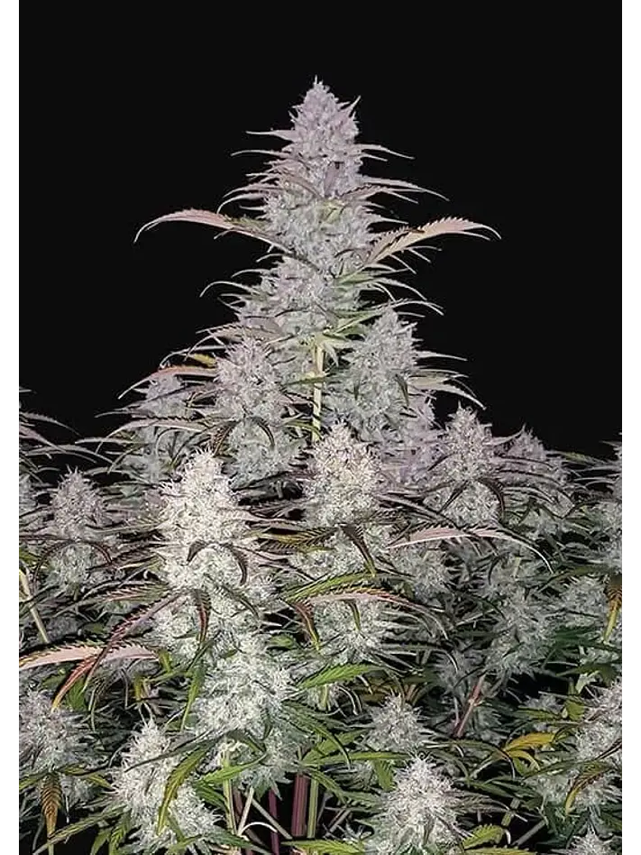 Green Crack Auto -Fast Buds (X5/X3/X1) 1
