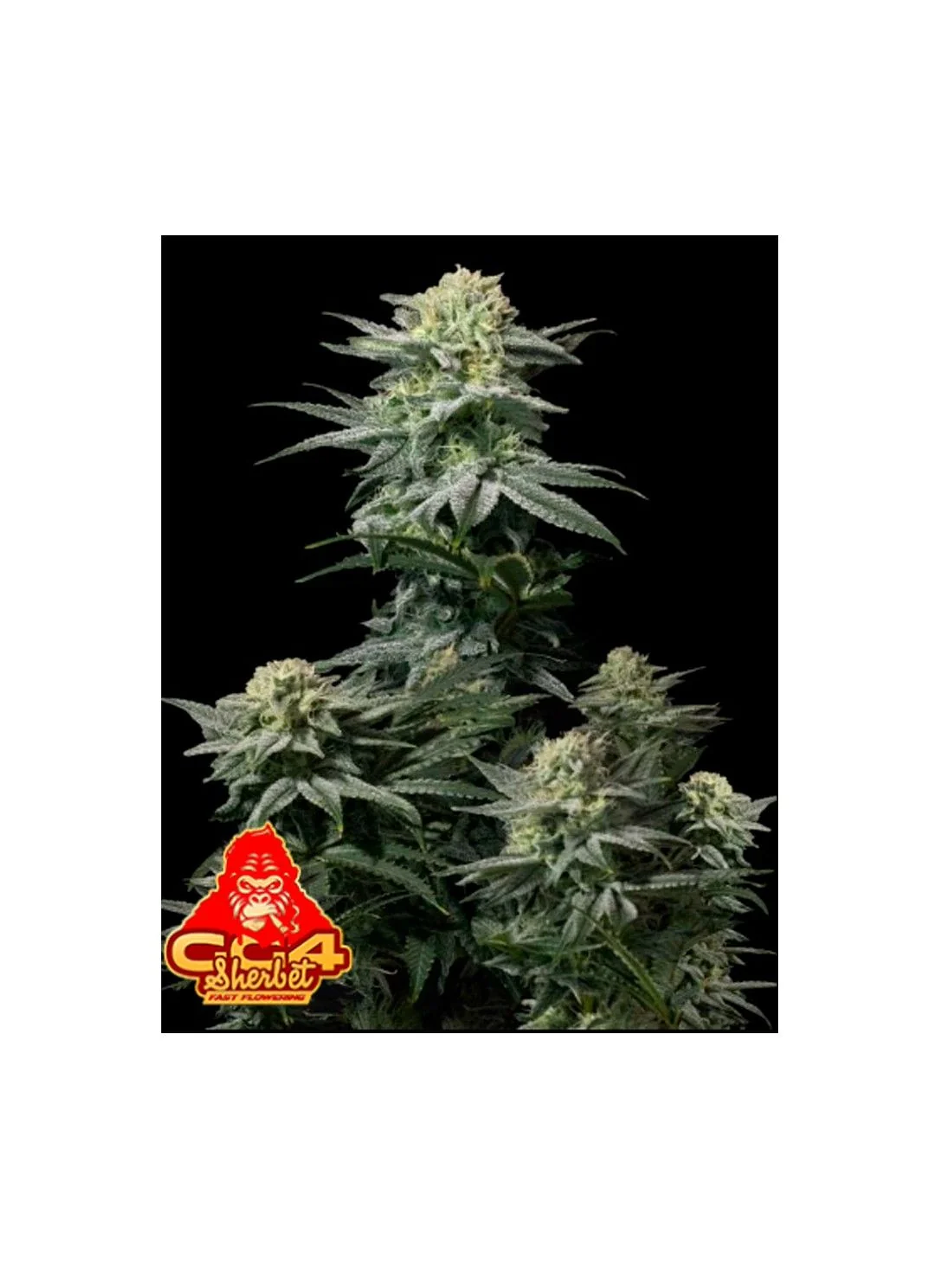 Gg4 Sherbet Fast Flowering Fem 3+2-Fast Buds 1