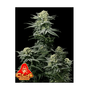 Gg4 Sherbet Fast Flowering Fem 3+2-Fast Buds
