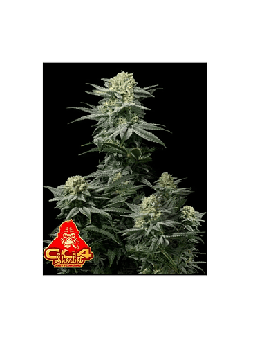 GG4 SHERBET FAST FLOWERING FEM 3+2-FAST BUDS 1