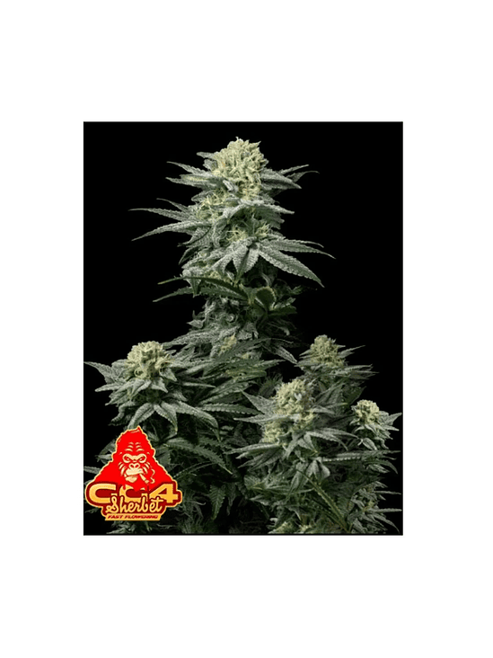 GG4 SHERBET FAST FLOWERING FEM 3+2-FAST BUDS 1