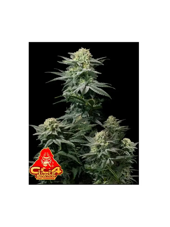 Gg4 Sherbet Fast Flowering Fem 3+2-Fast Buds 1