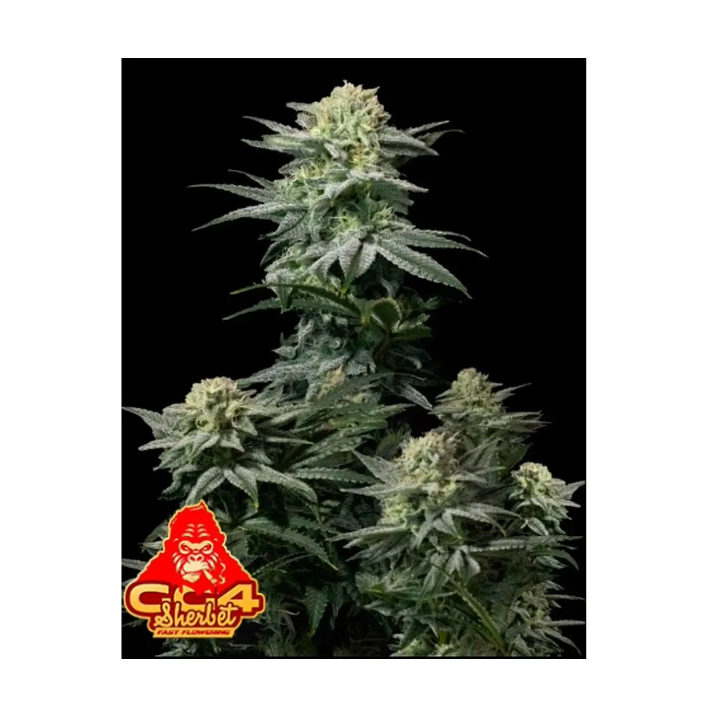 Gg4 Sherbet Fast Flowering Fem 3+2-Fast Buds 1