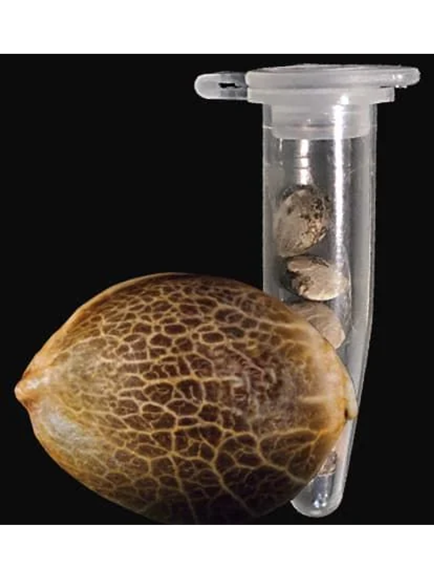 Gorilla Glue Auto -Fast Buds (X3/X1) 2