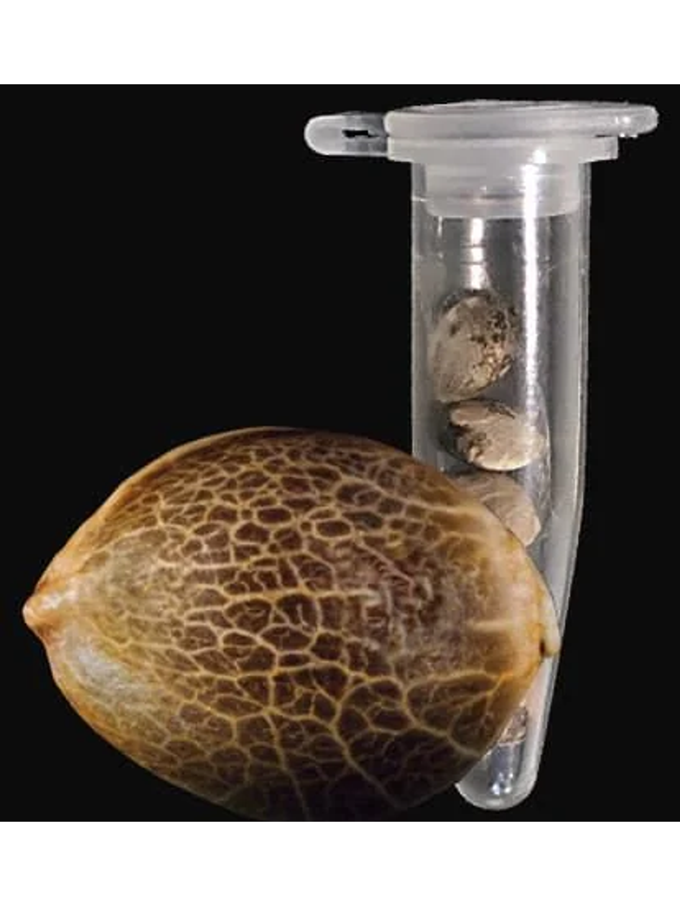 Gorilla Glue Auto -Fast Buds (X3/X1) 2