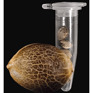 GORILLA GLUE AUTO X3-FAST BUDS