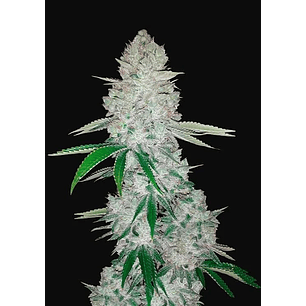 GORILLA GLUE AUTO X3-FAST BUDS