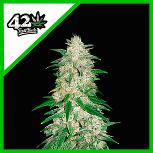 GELATO AUTO X1-FAST BUDS