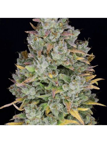 GELATO AUTO X1-FAST BUDS 3