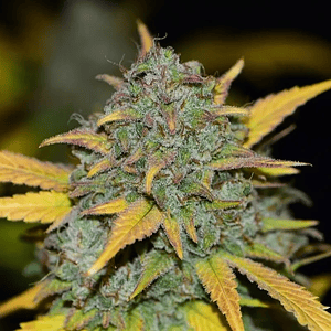 Gelato Auto -Fast Buds (X3/X1)