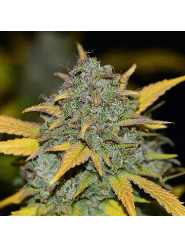 GELATO AUTO X3-FAST BUDS 2