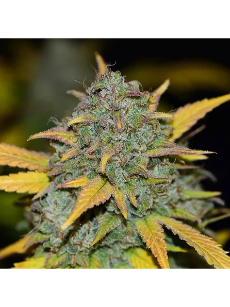 Gelato Auto -Fast Buds (X3/X1) 2