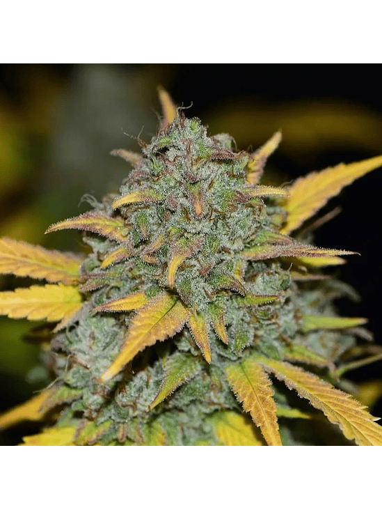 GELATO AUTO X3-FAST BUDS 2