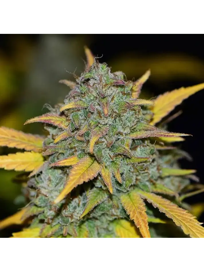 Gelato Auto -Fast Buds (X3/X1) 2