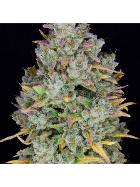 Gelato Auto -Fast Buds (X3/X1) 3