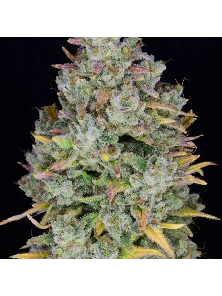 Gelato Auto -Fast Buds (X3/X1) 3