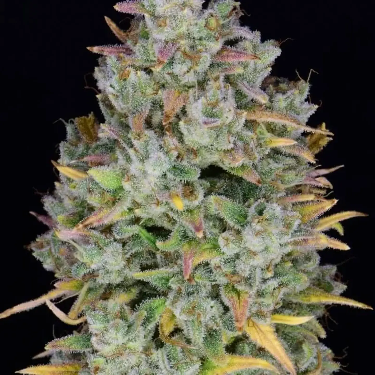 Gelato Auto -Fast Buds (X3/X1) 3