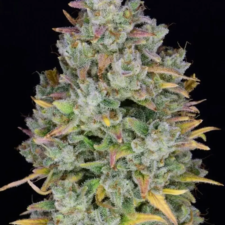 Gelato Auto -Fast Buds (X3/X1) 3