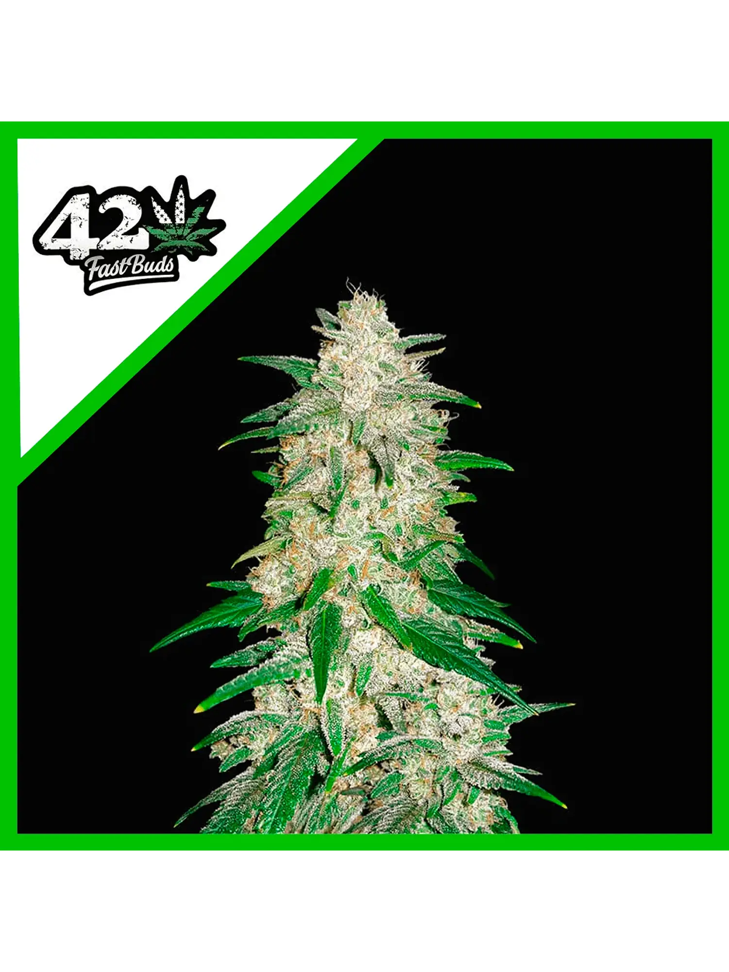 Gelato Auto -Fast Buds (X3/X1) 1