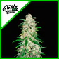 Gelato Auto -Fast Buds (X3/X1) - Miniatura 1
