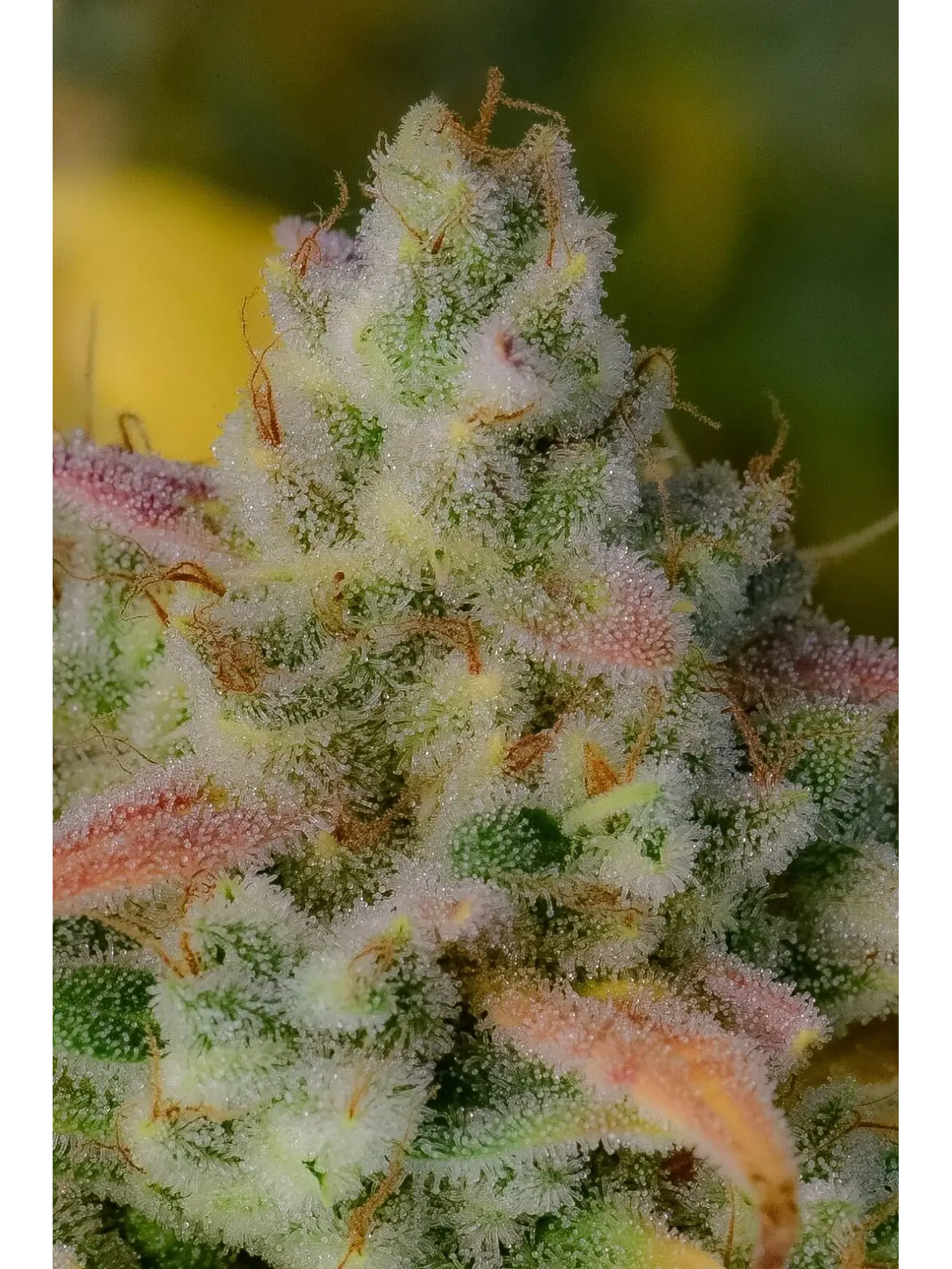 Gelato Auto -Fast Buds (X3/X1) 4