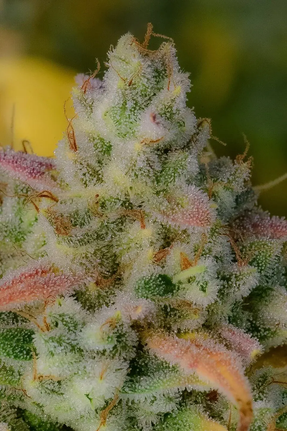 Gelato Auto -Fast Buds (X3/X1) 4