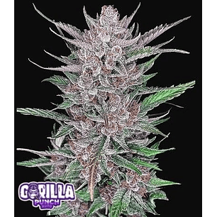 GORILLA PUNCH AUTO X3-FAST BUDS