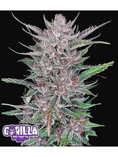 Gorilla Punch Auto -Fast Buds (X3/X1) 1