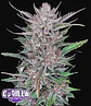 Gorilla Punch Auto -Fast Buds (X3/X1) - Miniatura 1