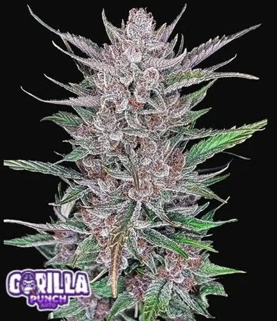 Gorilla Punch Auto -Fast Buds (X3/X1) 1