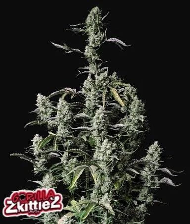 Gorilla Zkittlez Auto -Fast Buds (X3/X1) 1
