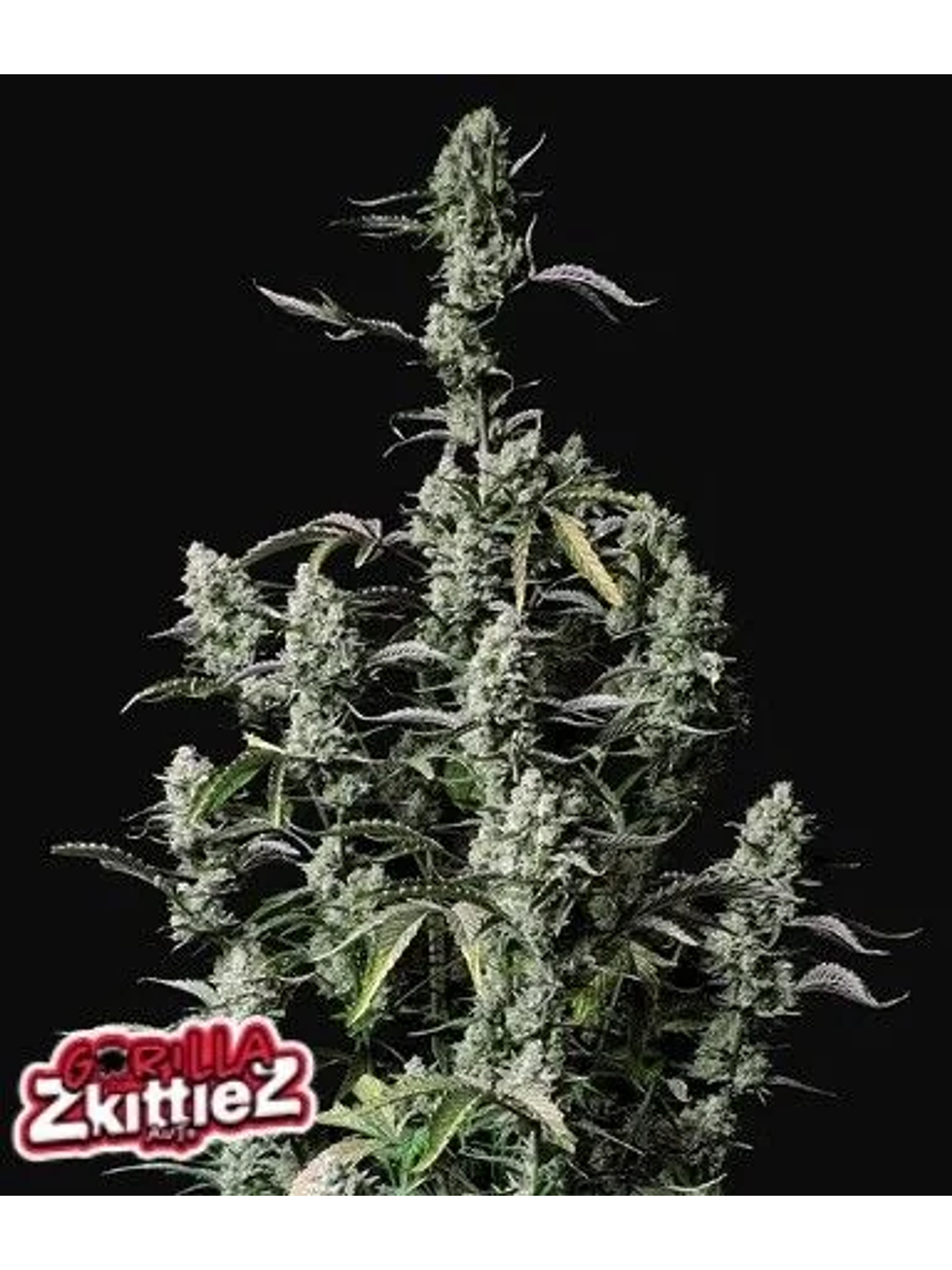 Gorilla Zkittlez Auto -Fast Buds (X3/X1) 1
