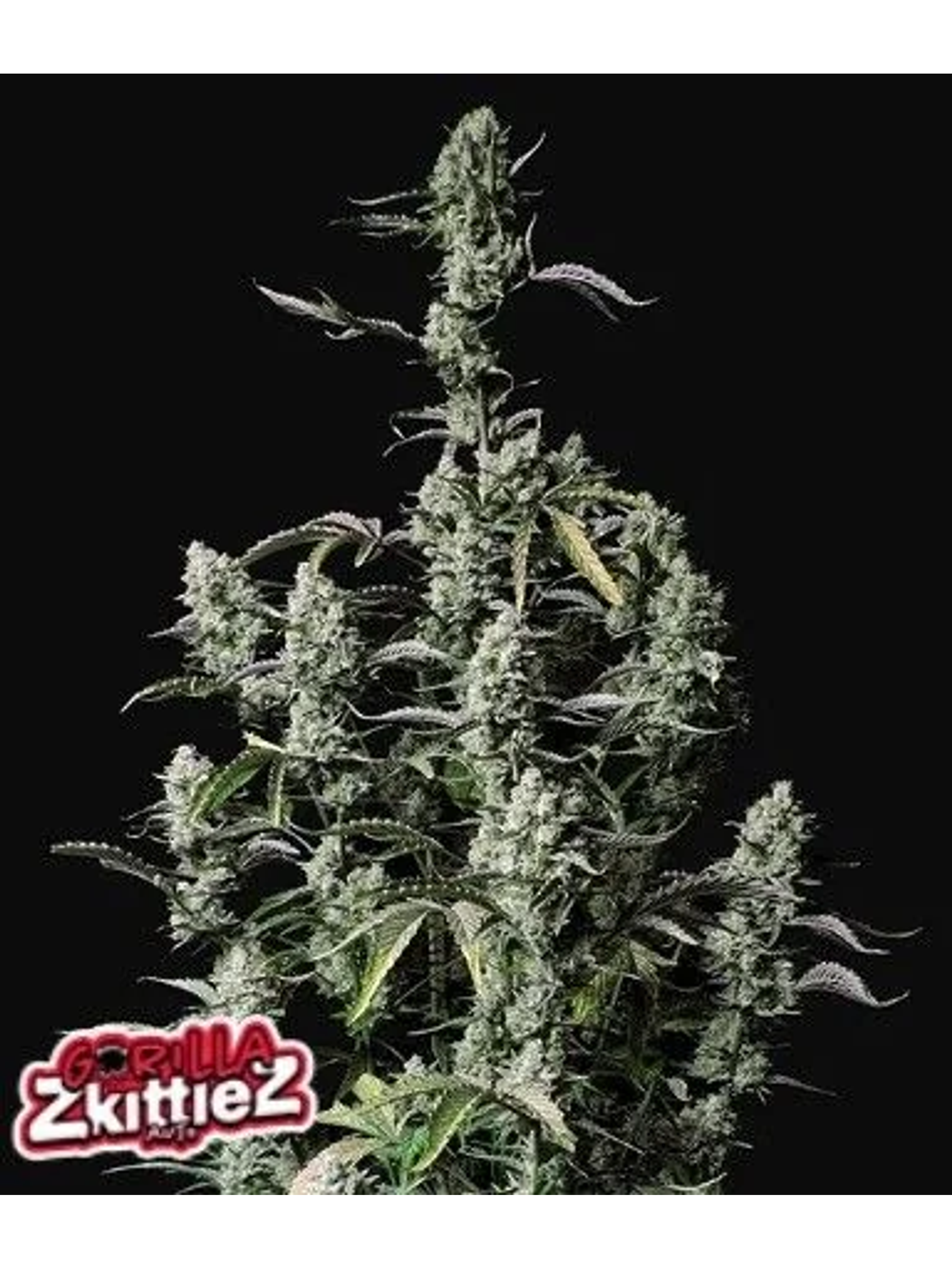 Gorilla Zkittlez Auto -Fast Buds (X3/X1) 1