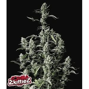 Gorilla Zkittlez Auto X3-Fast Buds