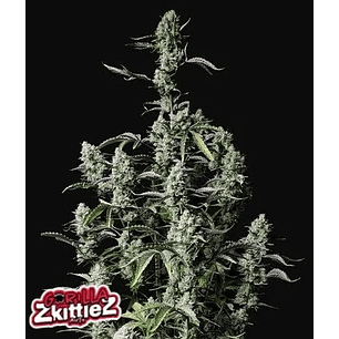 GORILLA ZKITTLEZ AUTO X3-FAST BUDS