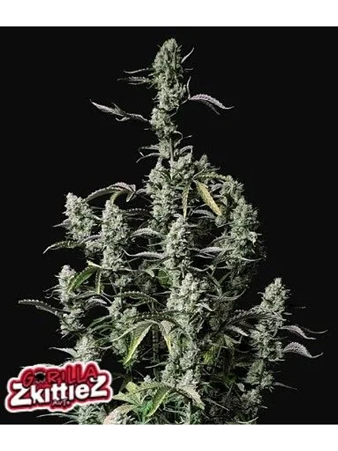Gorilla Zkittlez Auto -Fast Buds (X3/X1) 1