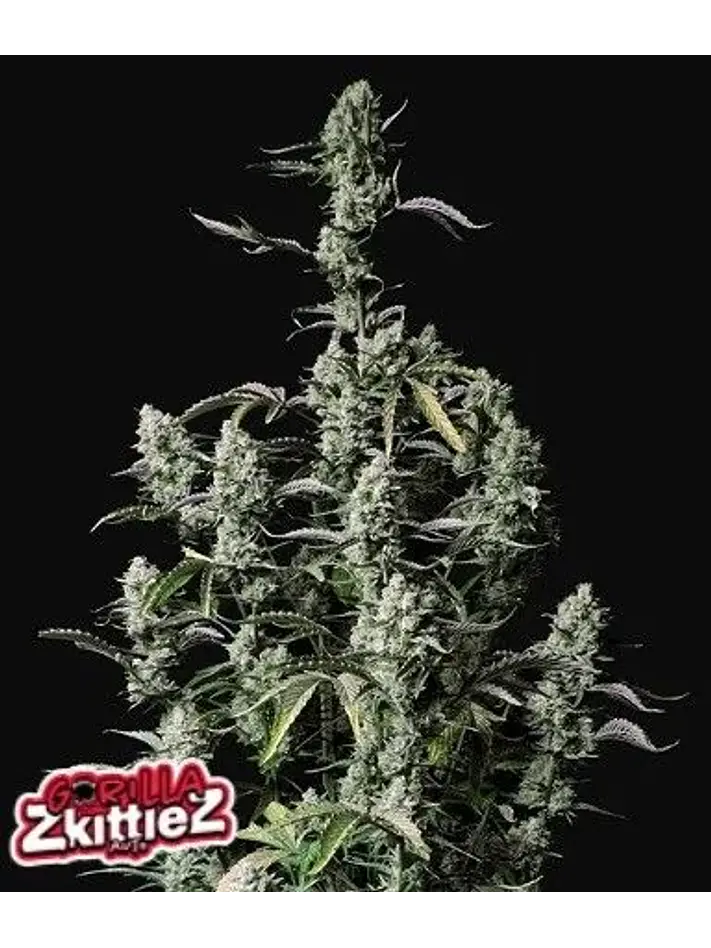 Gorilla Zkittlez Auto -Fast Buds (X3/X1) 1