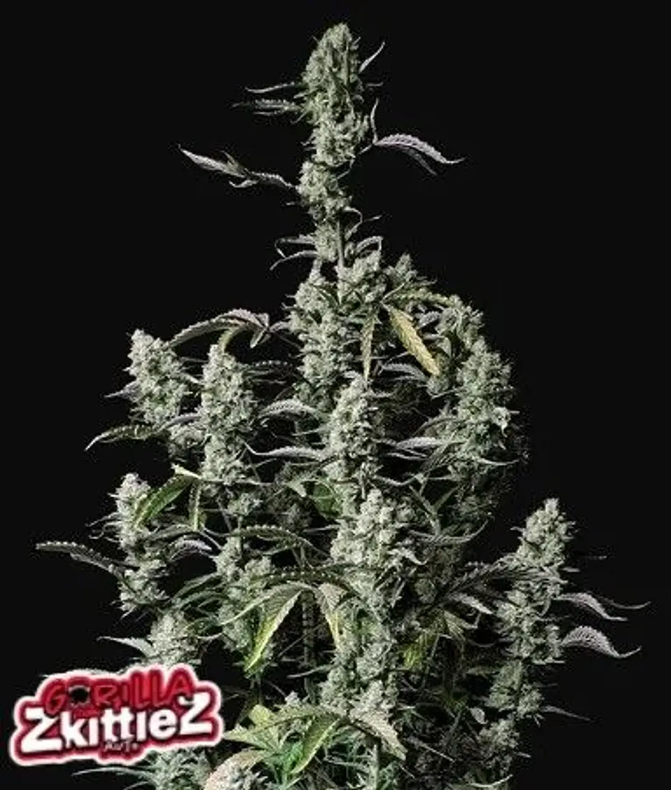 Gorilla Zkittlez Auto -Fast Buds (X3/X1) 1