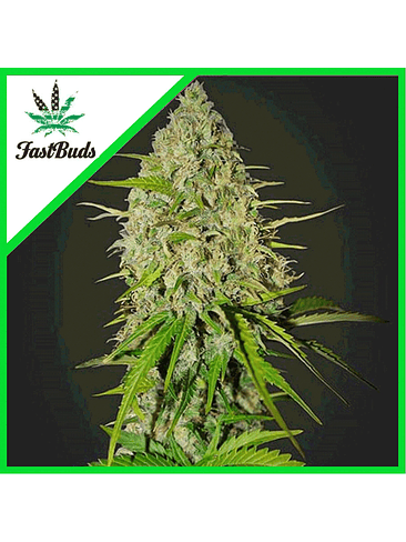 GRAPEFRUIT AUTO X1-FAST BUDS 1