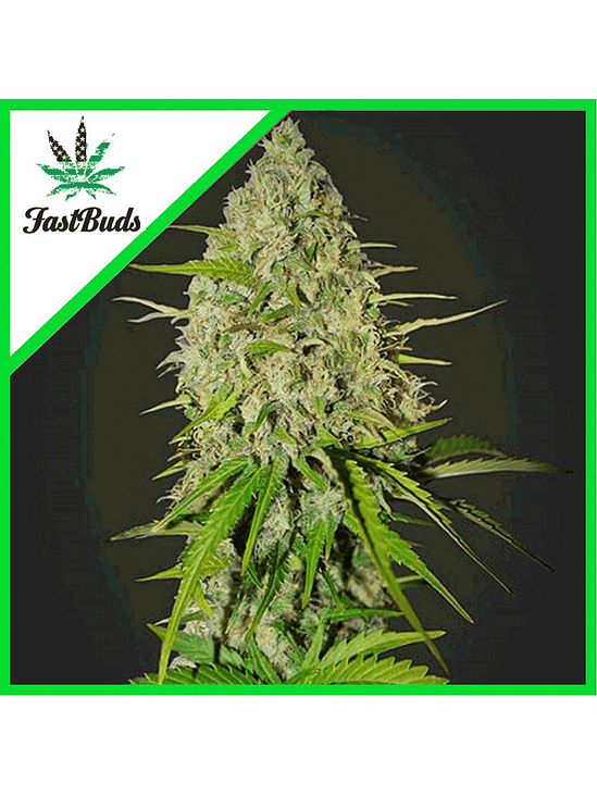 GRAPEFRUIT AUTO X1-FAST BUDS 1