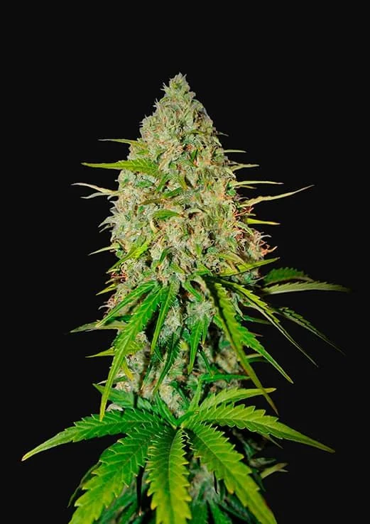 Grapefruit Auto -Fast Buds (X3/X1) 1