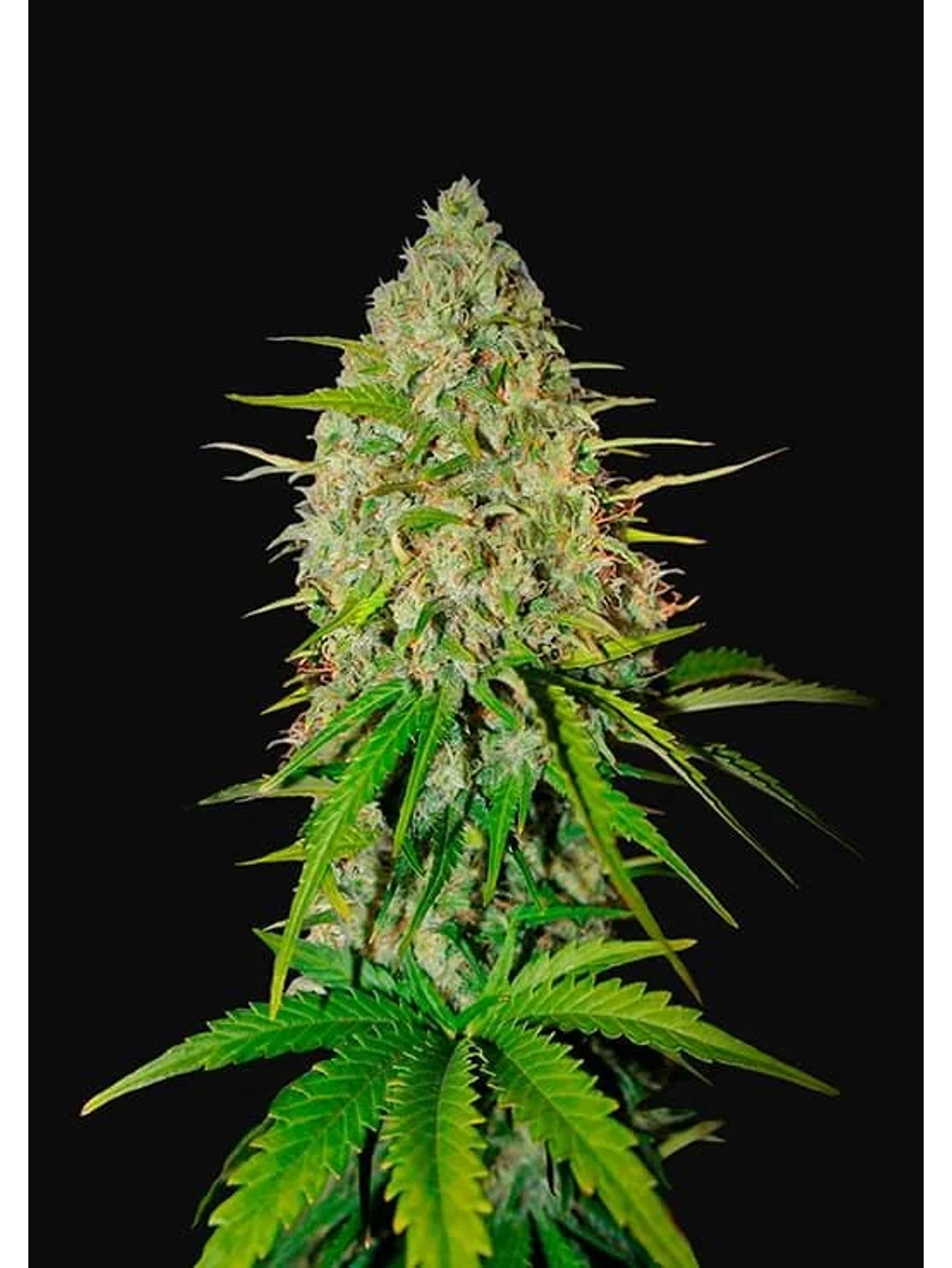 Grapefruit Auto -Fast Buds (X3/X1) 1